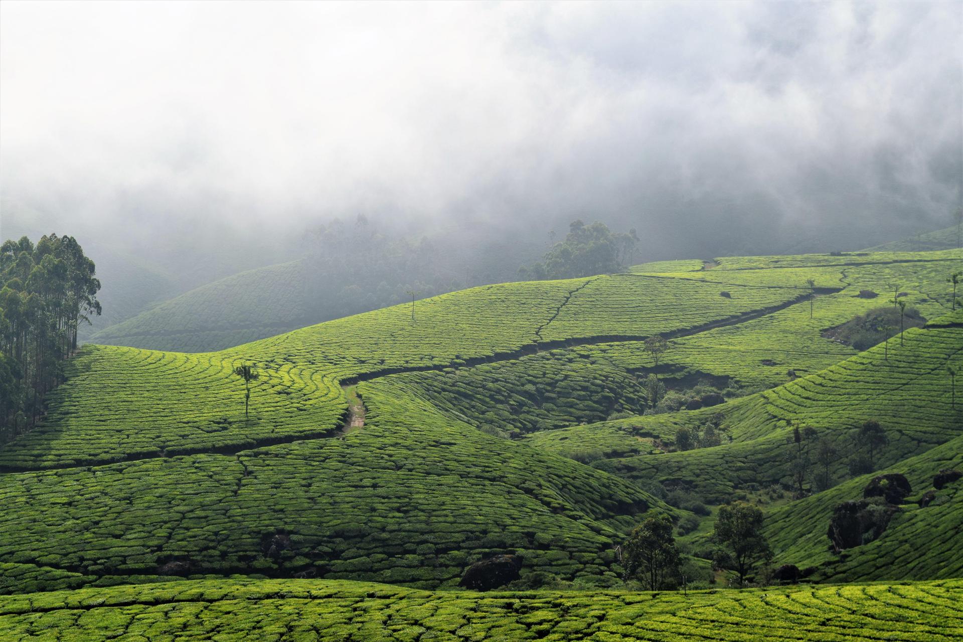 Scenery in Munnar